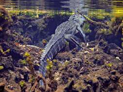 Image of Alligator