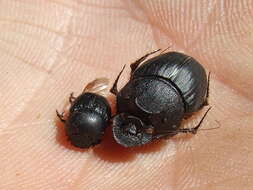 Imagem de Digitonthophagus