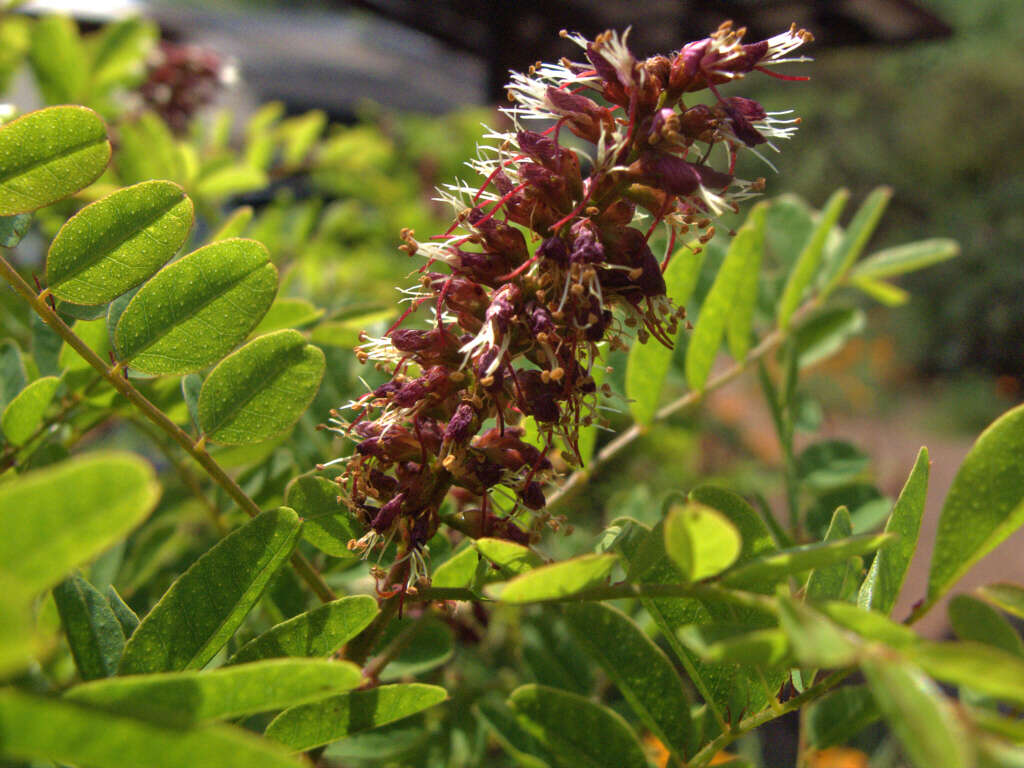 Image of California Indigobush