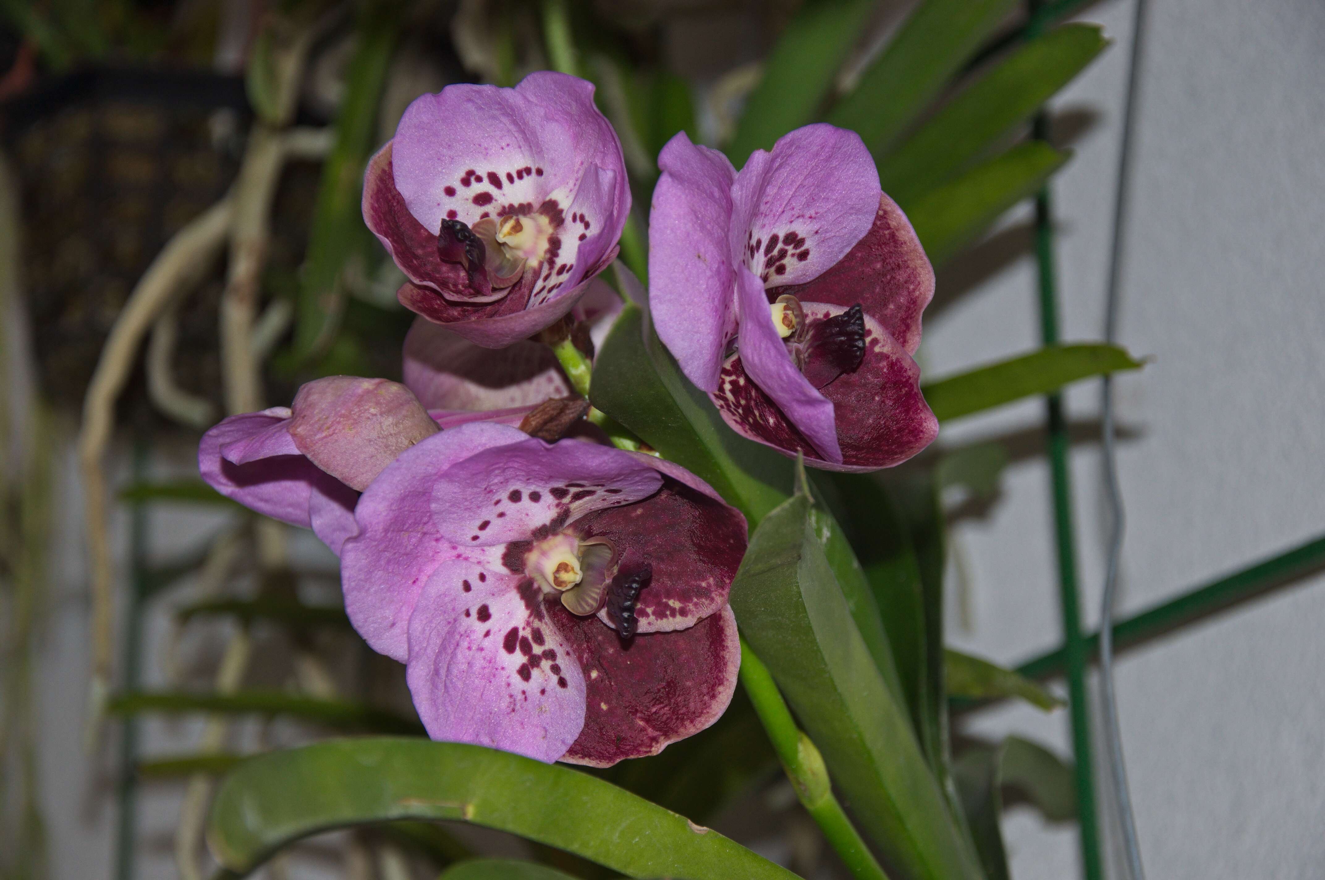 Plancia ëd Vanda sanderiana (Rchb. fil.) Rchb. fil.