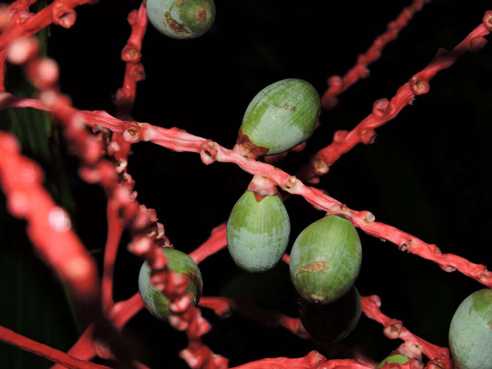 Reinhardtia latisecta (H. Wendl.) Burret的圖片