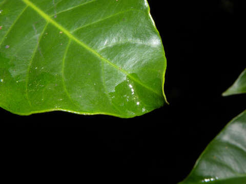 Image of Tovomita longifolia (L. C. Rich.) Hochr.