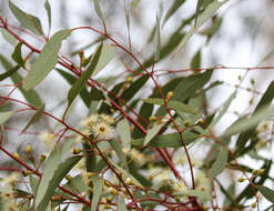 Imagem de Eucalyptus leucoxylon subsp. stephanae