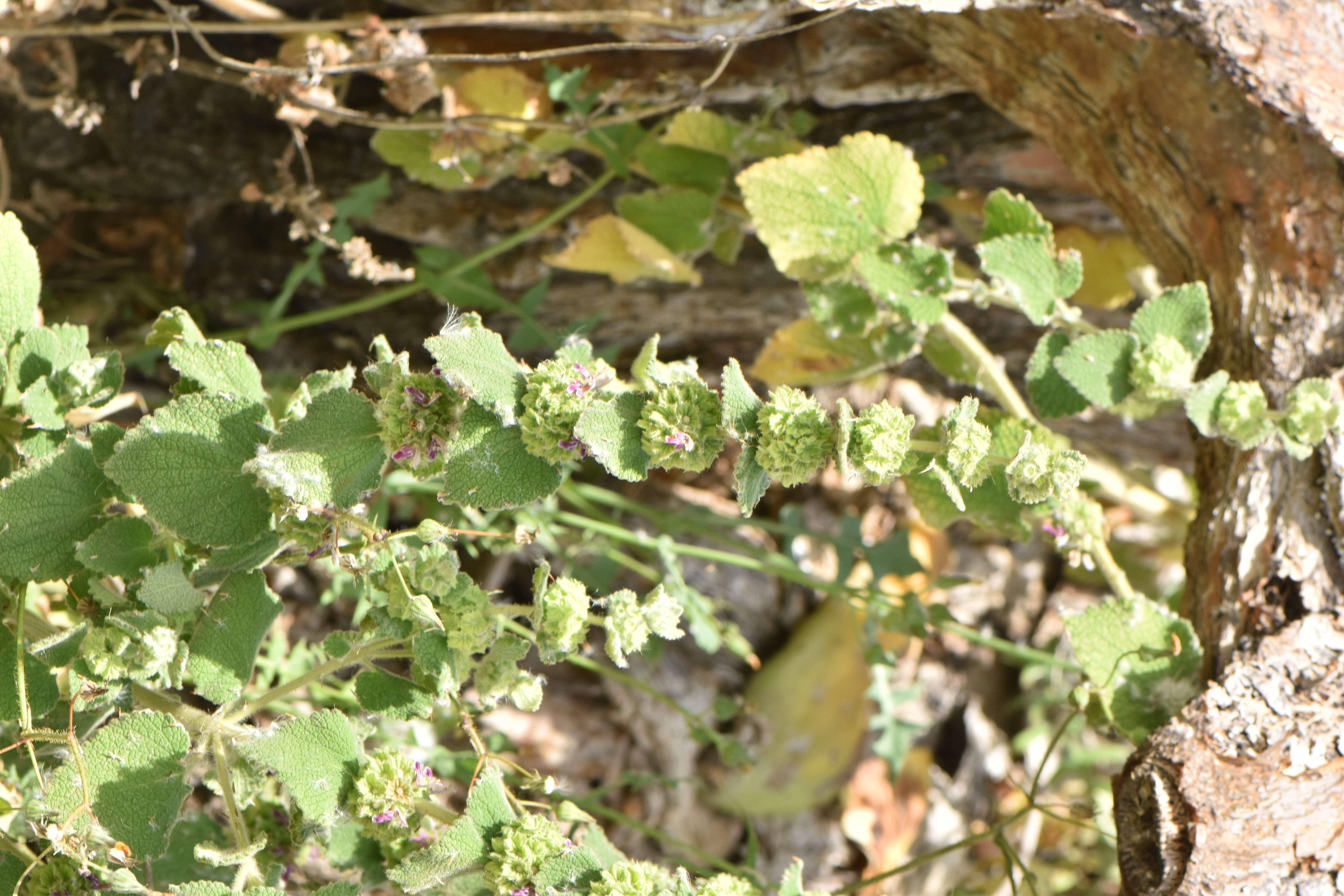 Image of horehound