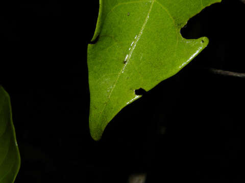 Image of Combretum fruticosum (Loefl.) Stuntz