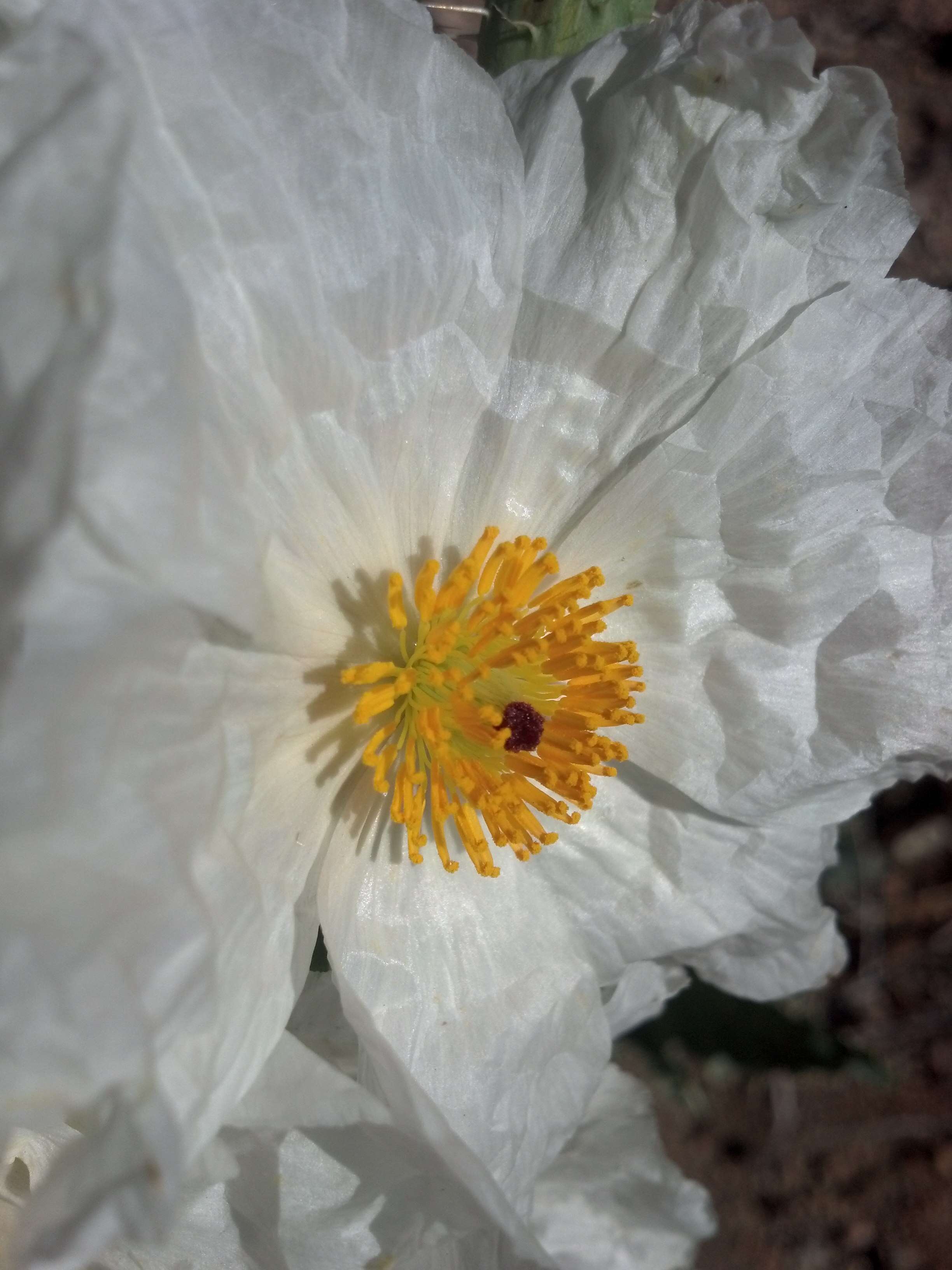 Image of Mojave pricklypoppy