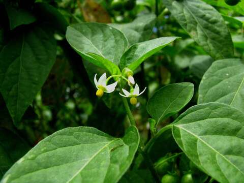 Image of American black nightshade