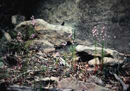 Image of Stylidium laricifolium Rich.