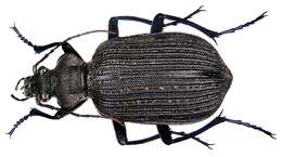 Imagem de Calosoma (Ctenosta) senegalense Dejean 1831