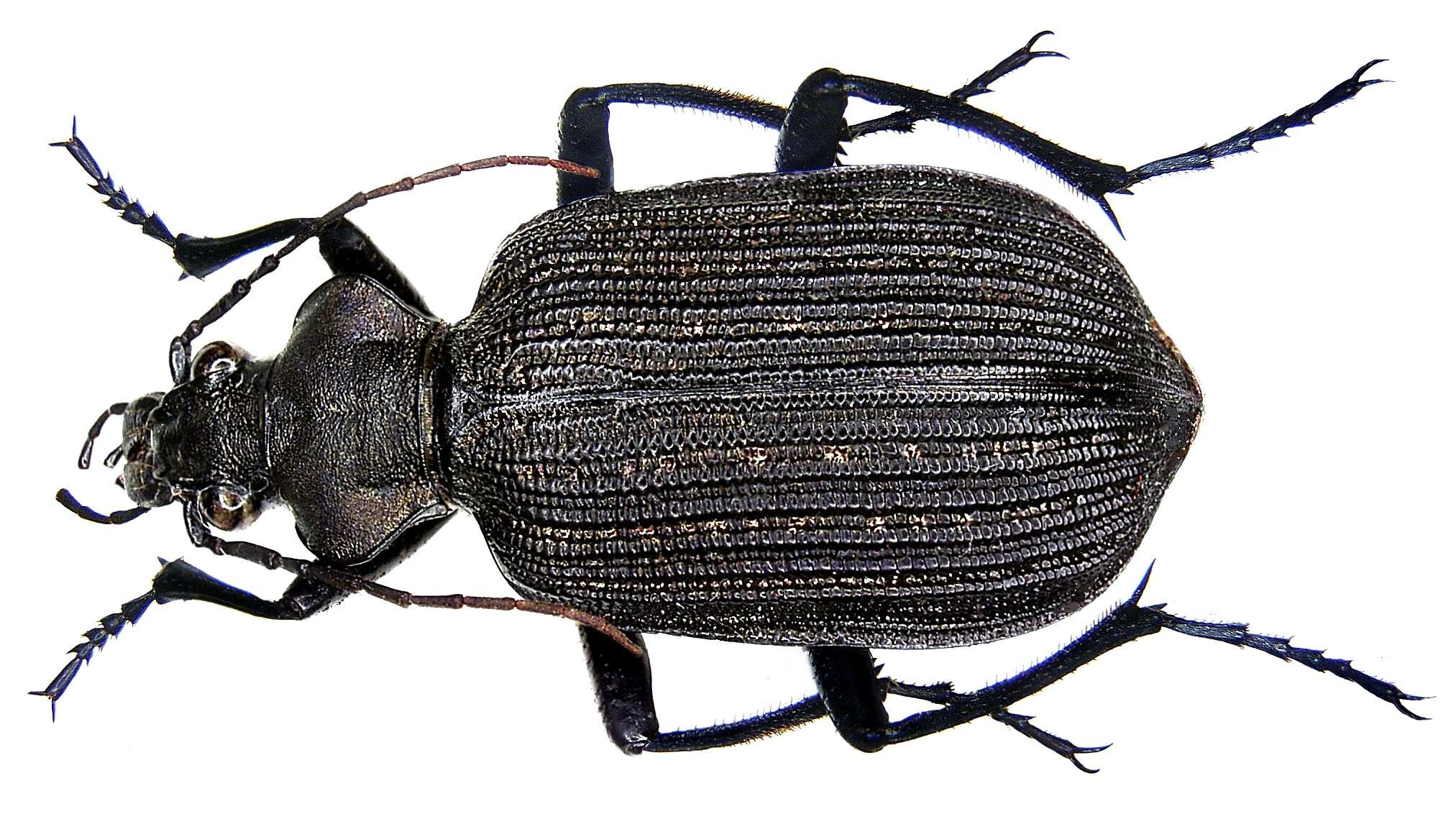 Imagem de Calosoma