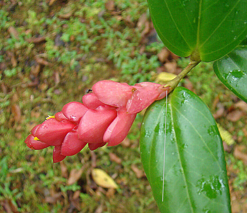 Imagem de Cavendishia allenii A. C. Sm.