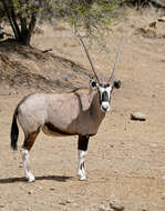 Image of Oryxes