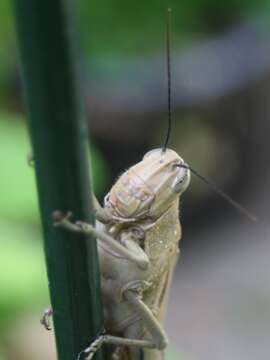 Image of Valanga irregularis (Walker & F. 1870)