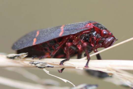 Image of Two-lined Spittlebug