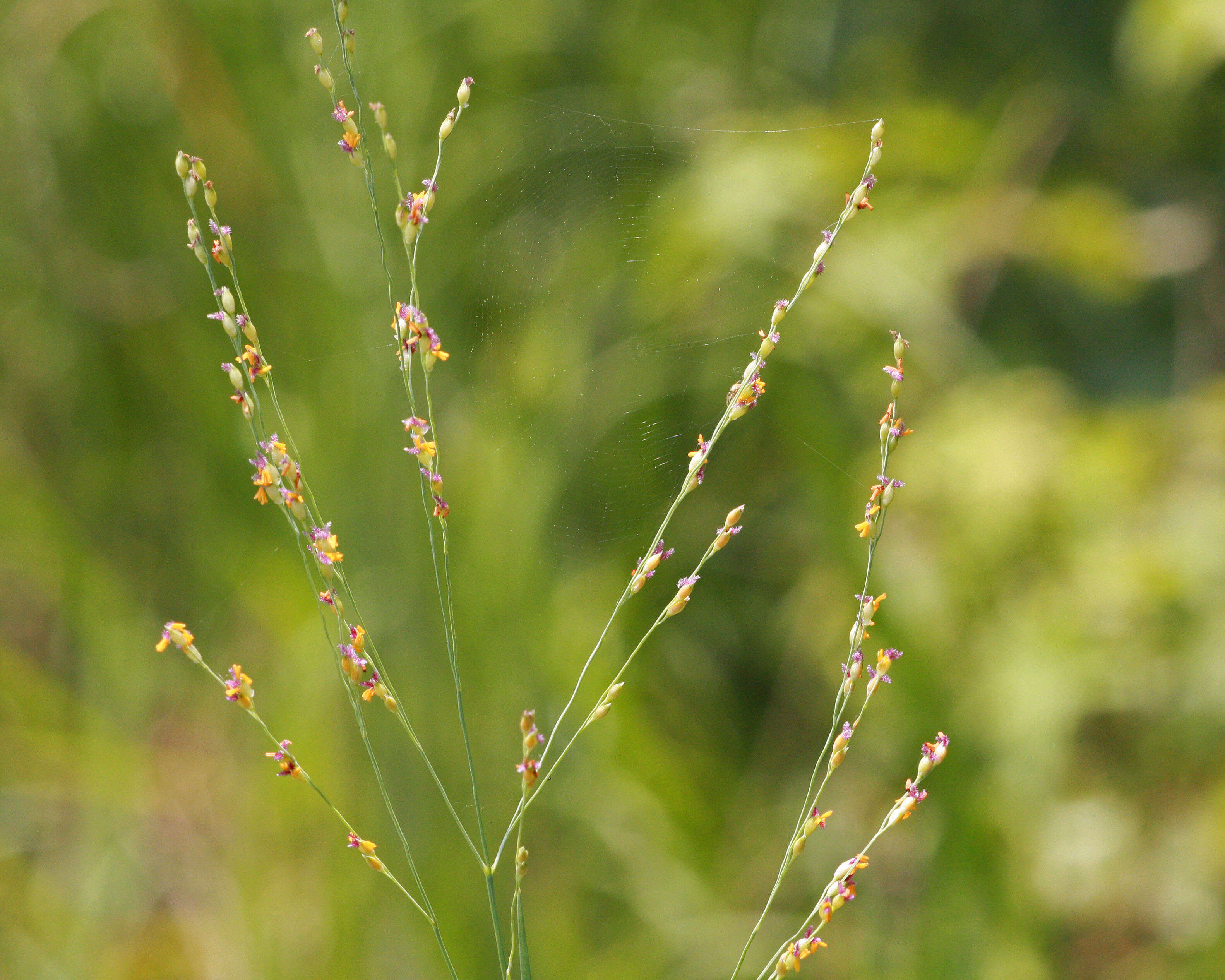 Imagem de Panicum repens L.