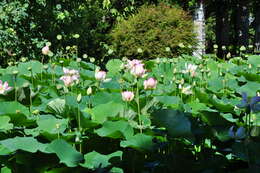 Image of lotus