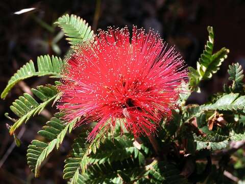 Calliandra dysantha Benth.的圖片