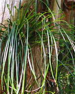 Image of shoestring fern