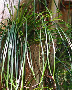 Image of shoestring fern