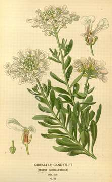 Image of candytuft