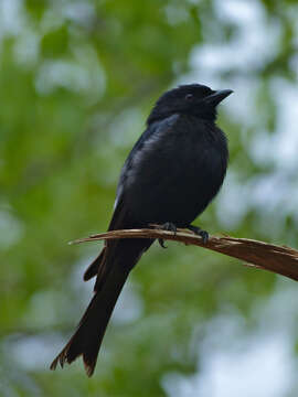 Image of Fork-tailed Drongo