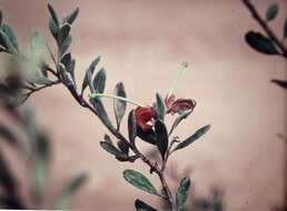 Imagem de Grevillea arenaria subsp. canescens (R. Br.) P. M. Olde & N. R. Marriott