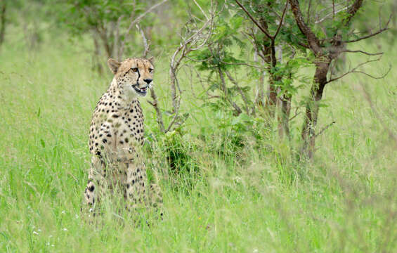 Image of Acinonyx Brookes 1828