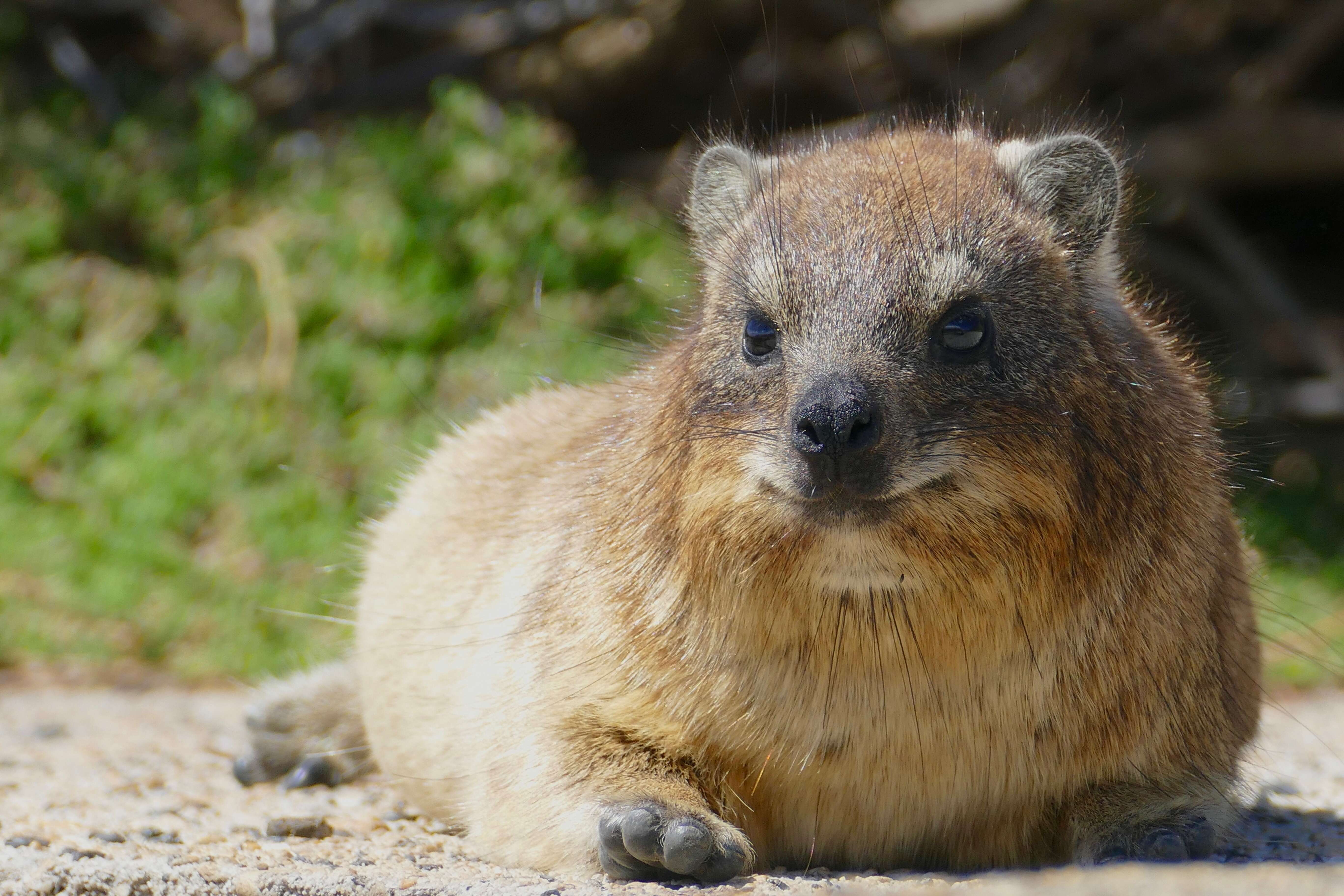 Image of Rock Hyrax