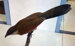 Image of Senegal Coucal