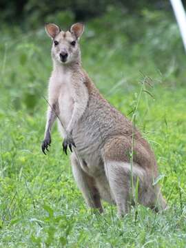 Image of wallaby