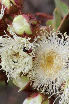 Image of Exoneura bicolor Smith 1854