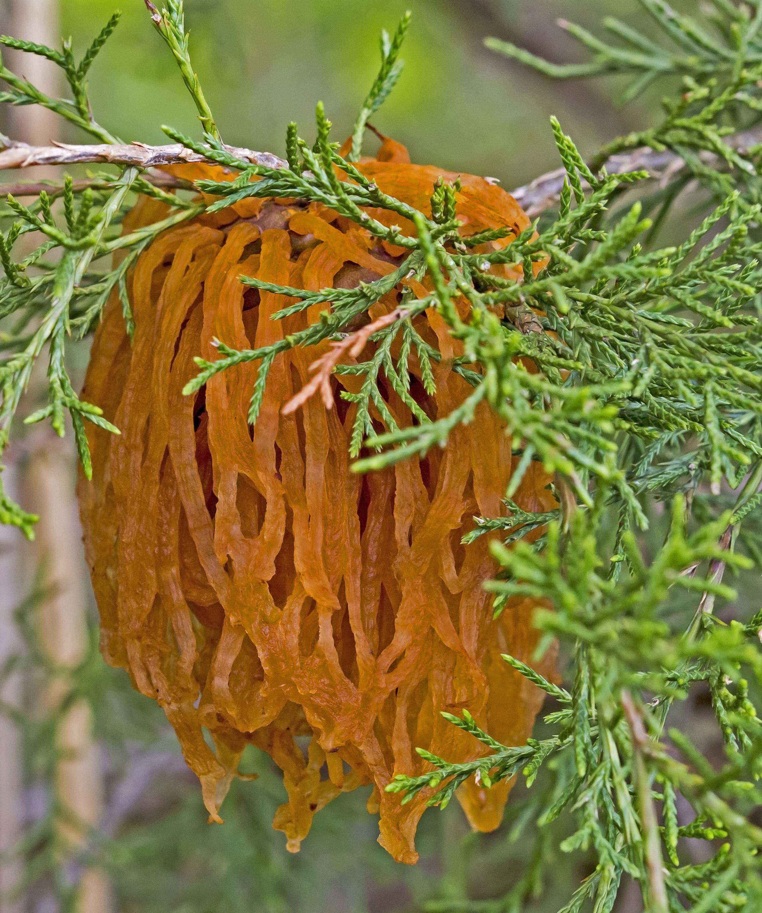 Image of Gymnosporangium