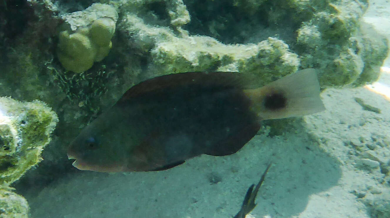 Image of Pacific bullethead parrotfish