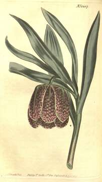 Image of Fritillaria latifolia Willd.