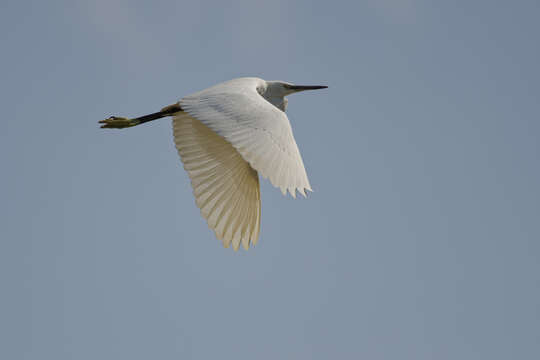 Image of Little Egret