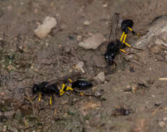 Image of mud daubers