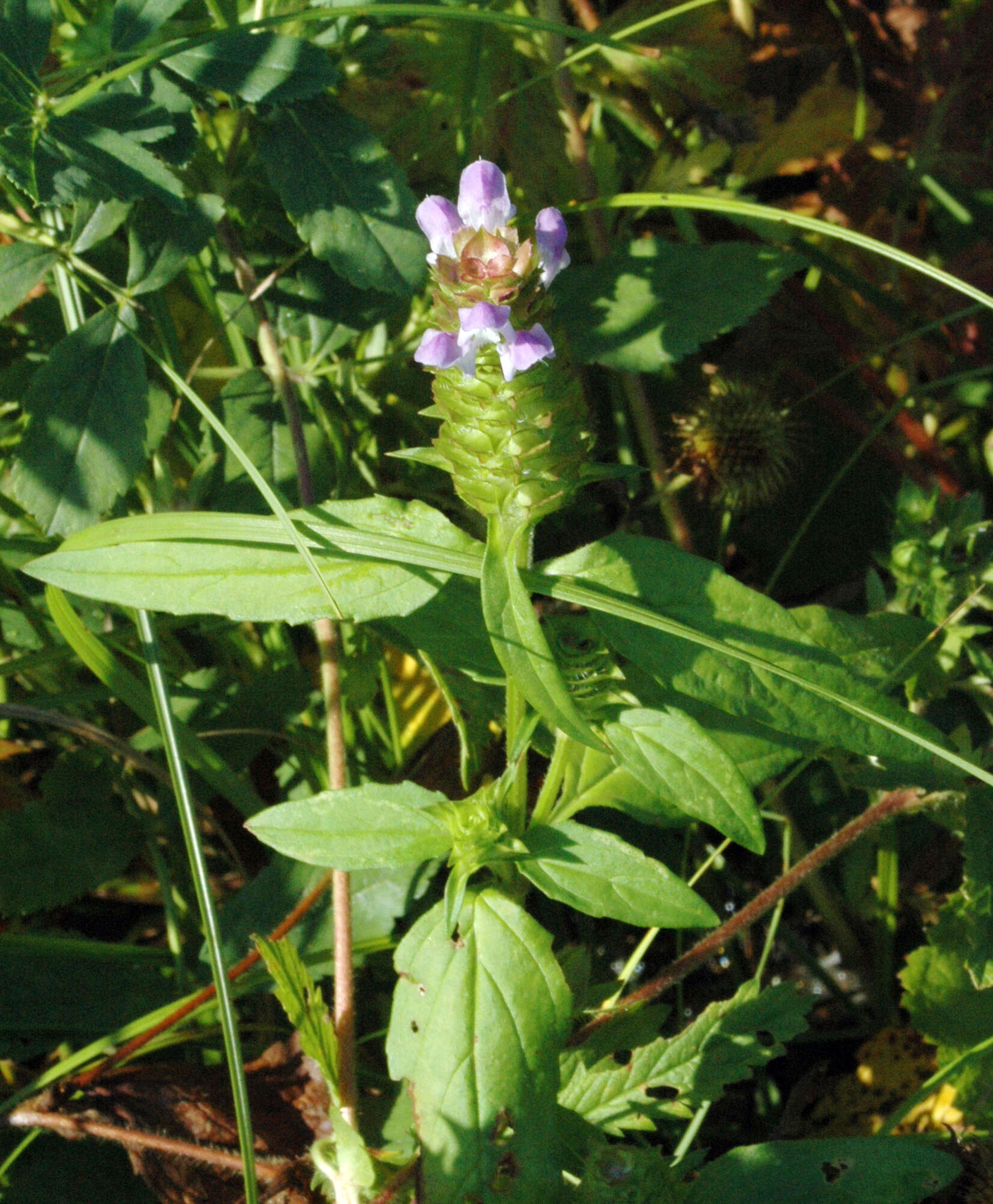 Image of selfheal