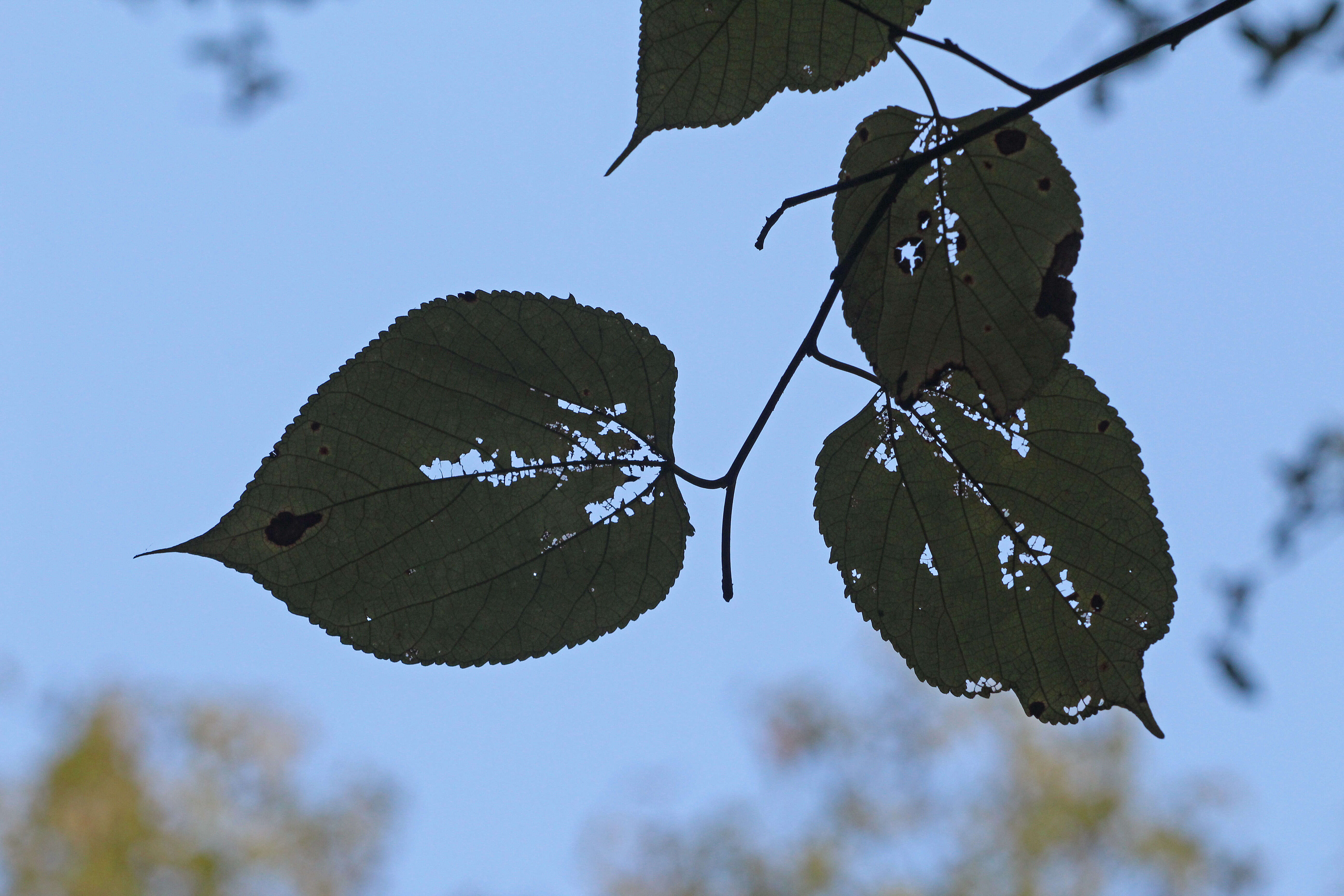 Carolina Basswood (Tilia americana var. caroliniana)