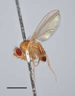 Image of fruit fly