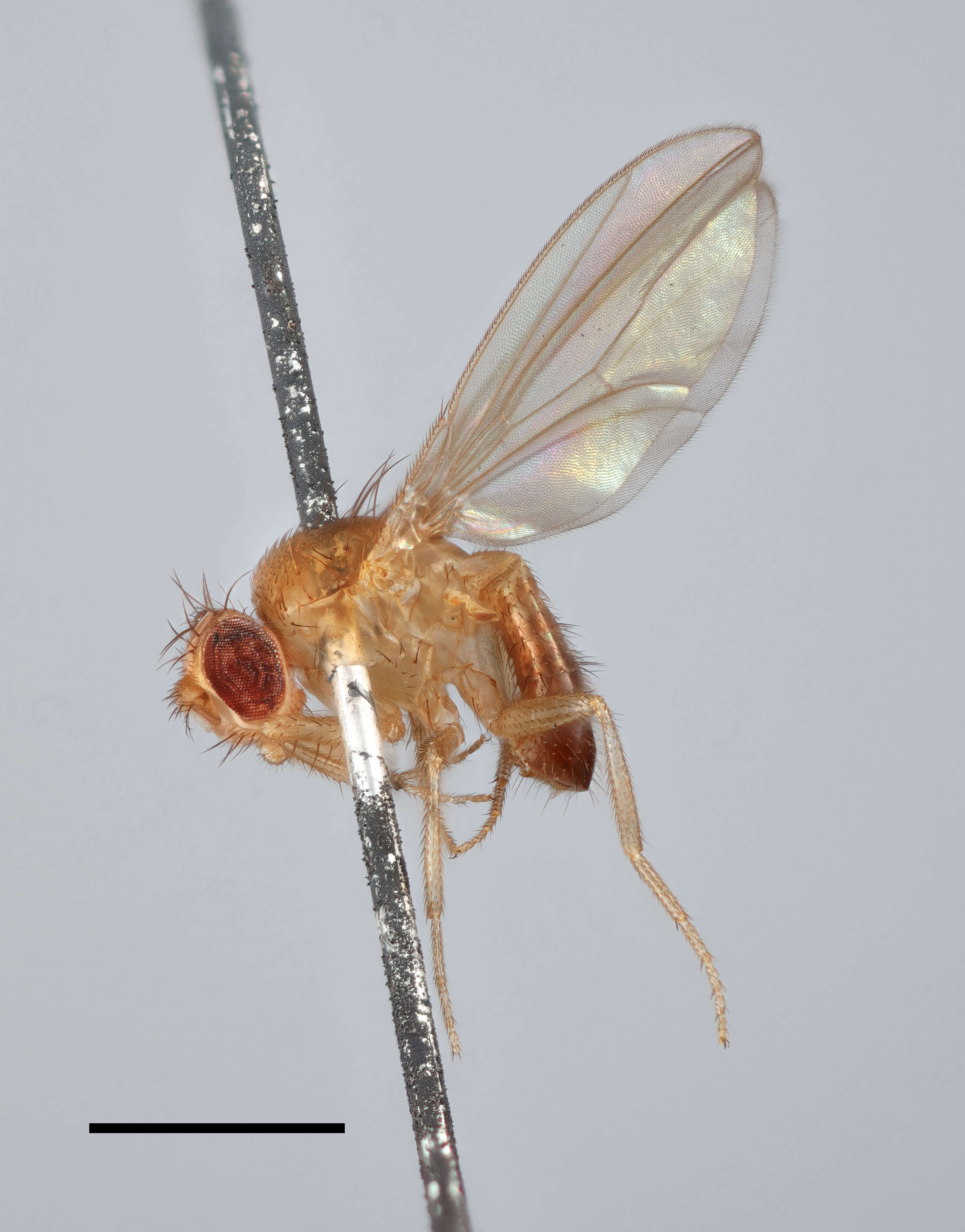 Image of fruit fly