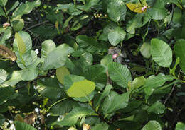 Image of Long-tailed Macaque