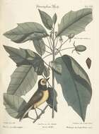 Image of Setophaga Swainson 1827