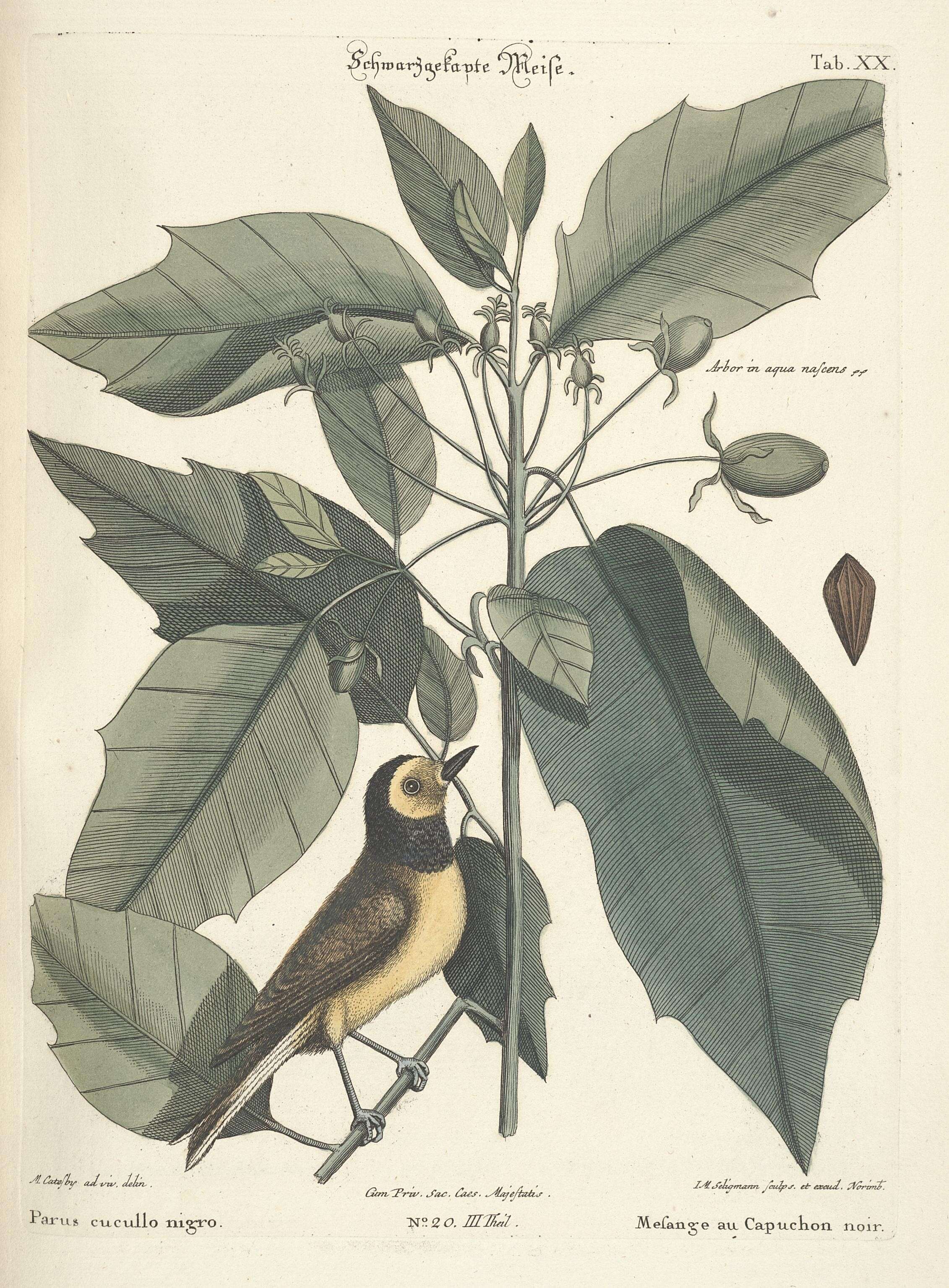 Image de Setophaga Swainson 1827