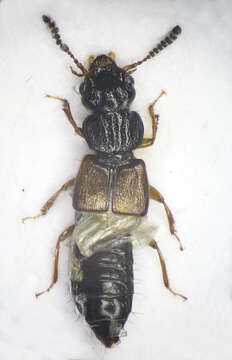 Image of Oxytelus laqueatus (Marsham 1802)