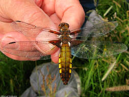 Image of Broad-bodied chaser