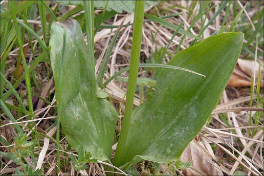 Image of Platanthera bifolia subsp. bifolia