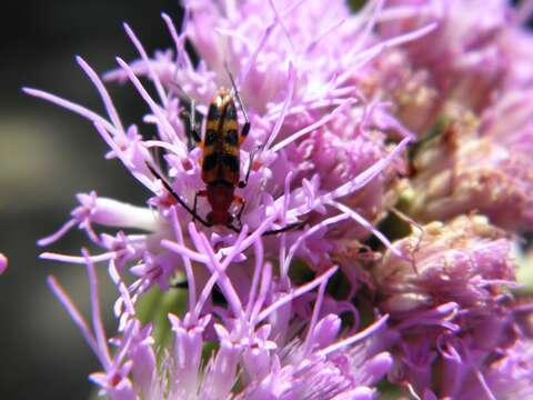 Image of Six-spotted Flower Strangalia