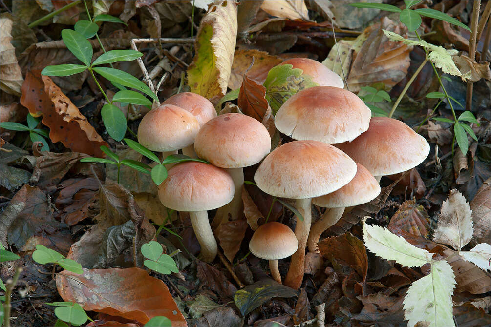 Image of Hypholoma