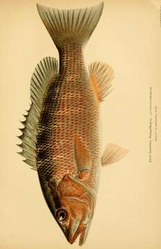 Image of Gray Snapper