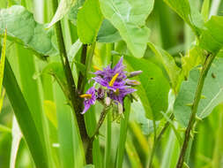 Image of Solanum subinerme Jacq.